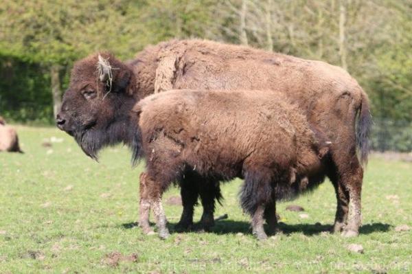 Plains bison