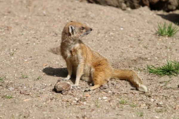 Yellow Mongoose