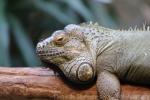 Green iguana