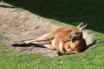 Red kangaroo