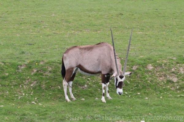 Gemsbok