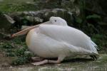 Great white pelican