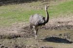 Greater rhea