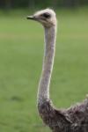 South-African ostrich