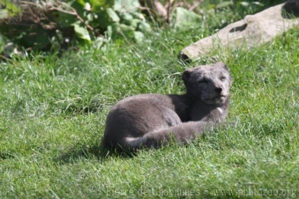 Arctic fox