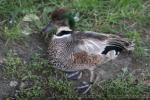 Falcated duck