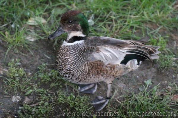 Falcated duck