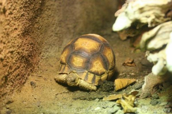 Ploughshare tortoise