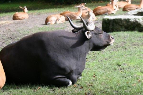 Javan banteng