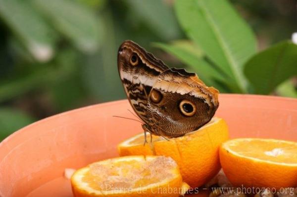 Yellow-edged giant owl