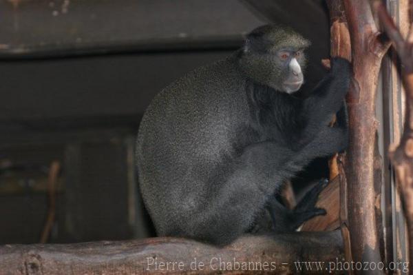 Putty-nosed monkey