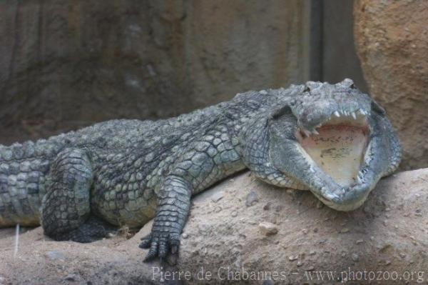 Nile crocodile