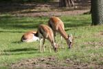 Thomson's gazelle