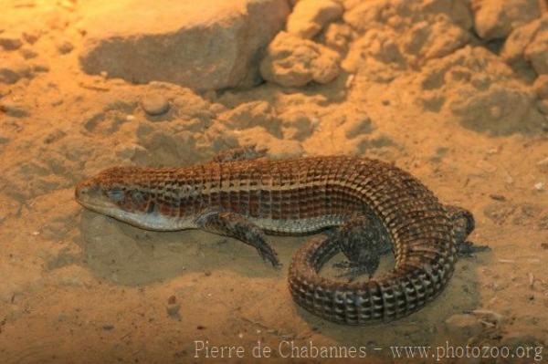 Rough-scaled plated lizard