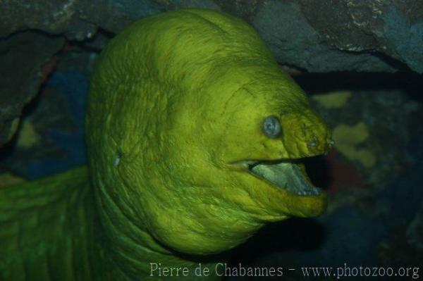 Green moray