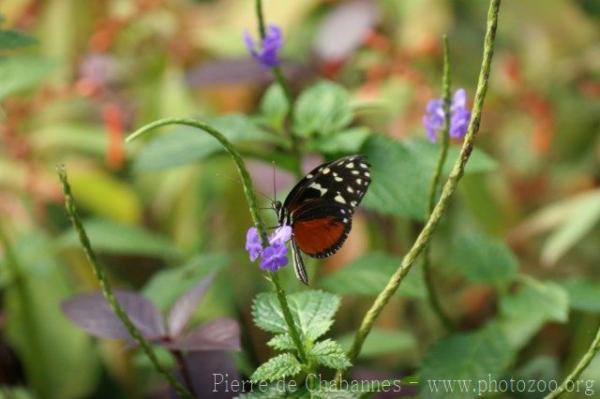 Tiger longwing