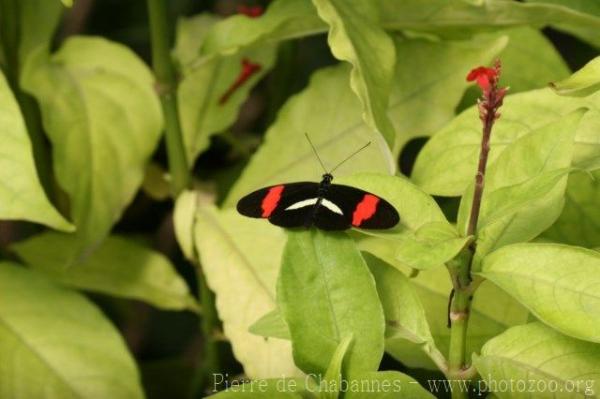 Crimson-patched longwing