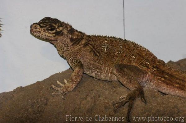 Weber's sailfin lizard