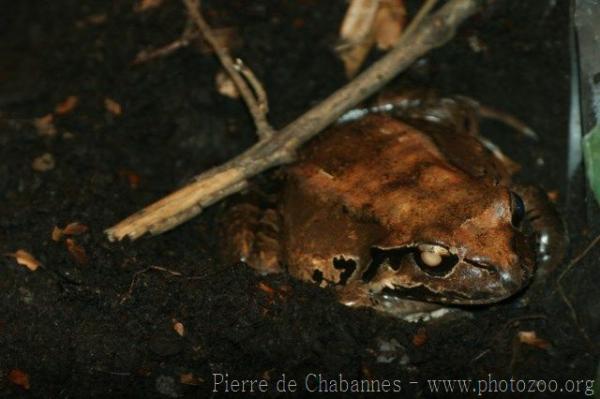 Giant ditch frog