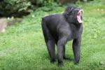 Celebes crested macaque