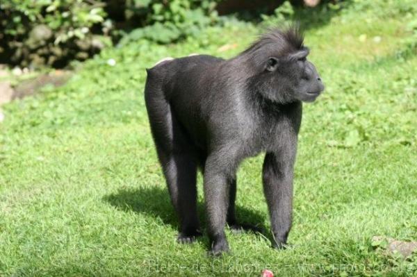 Celebes crested macaque