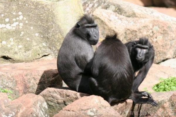 Celebes crested macaque