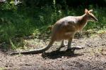 Agile wallaby *