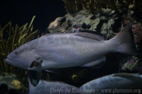 Black grouper