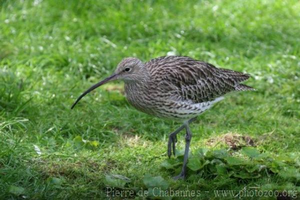 Eurasian curlew