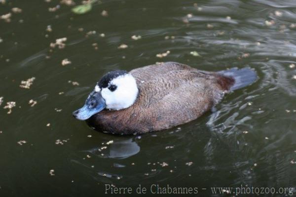 White-headed duck