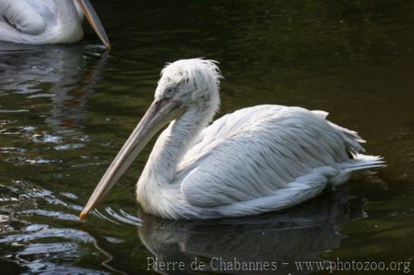 Dalmatian pelican