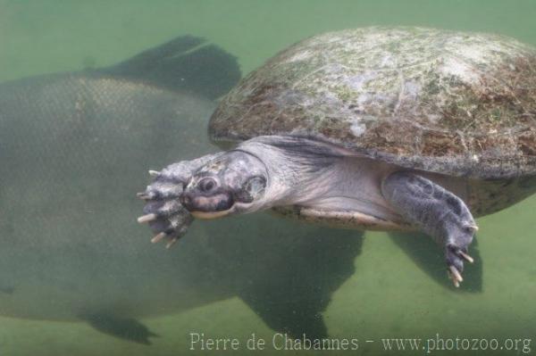 Arrau river turtle