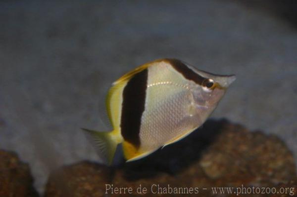 Bank butterflyfish