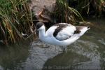 Pied avocet