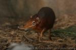 Black-and-rufous elephant shrew