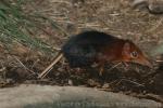 Black-and-rufous elephant shrew