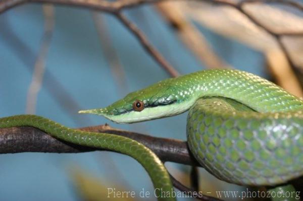 Rhinoceros ratsnake