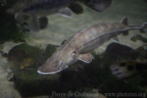 Shovelnose sturgeon