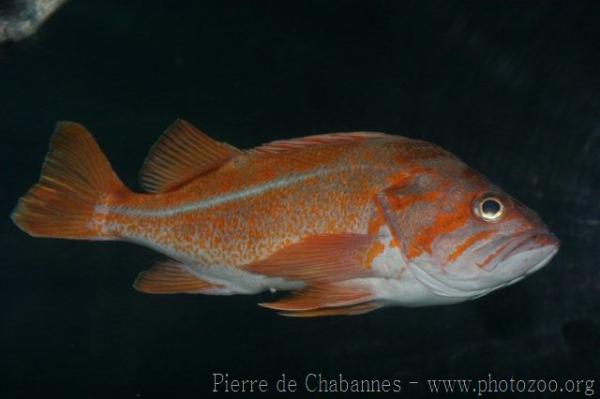 Canary rockfish