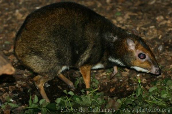 Balabac chevrotain