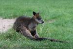 Swamp wallaby