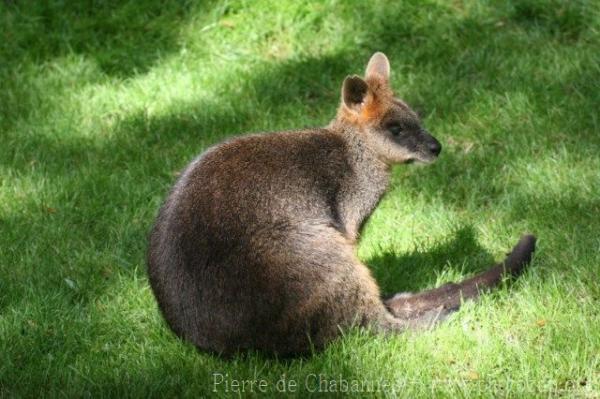 Swamp wallaby