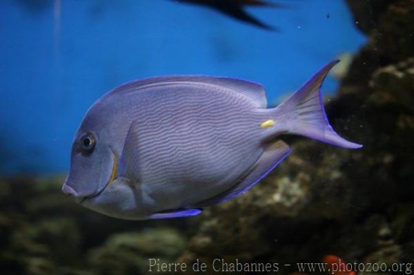 Blue tang surgeonfish