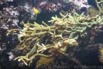 Staghorn coral