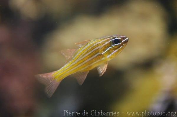 Yellowstriped cardinalfish