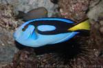 Palette surgeonfish