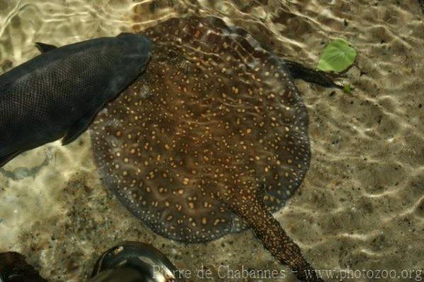 Parnaiba river stingray