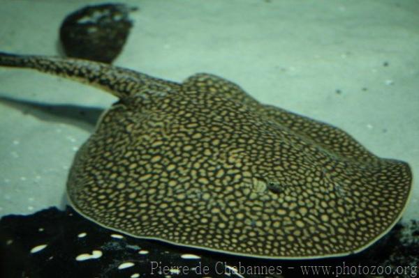 Falkner's river stingray