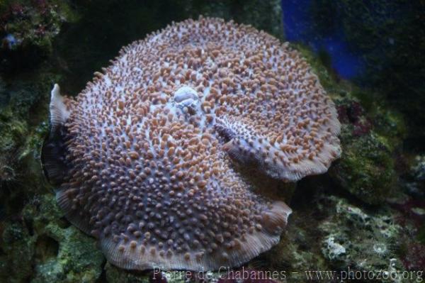 Giant mushroom anemone