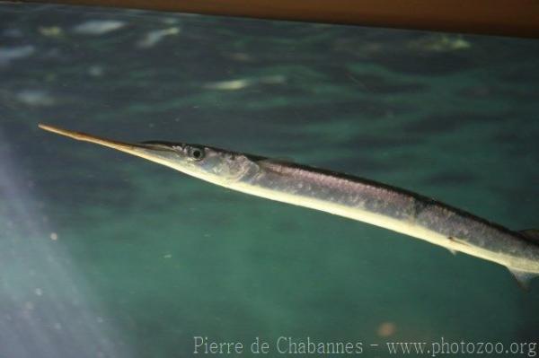 Garfish